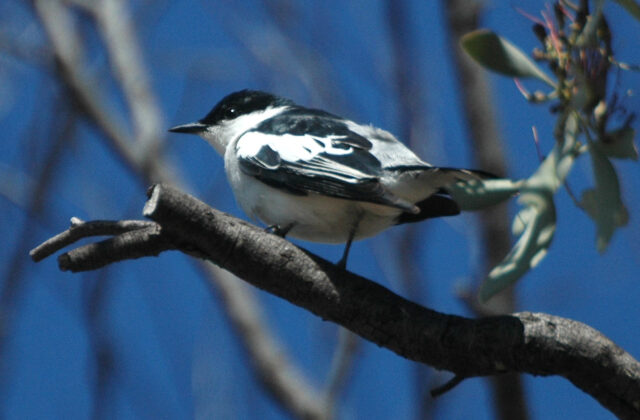 White-winged Triller