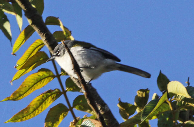 White-winged Warbler