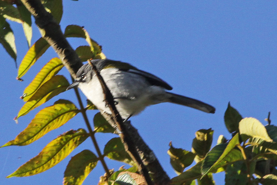 White-winged Warbler
