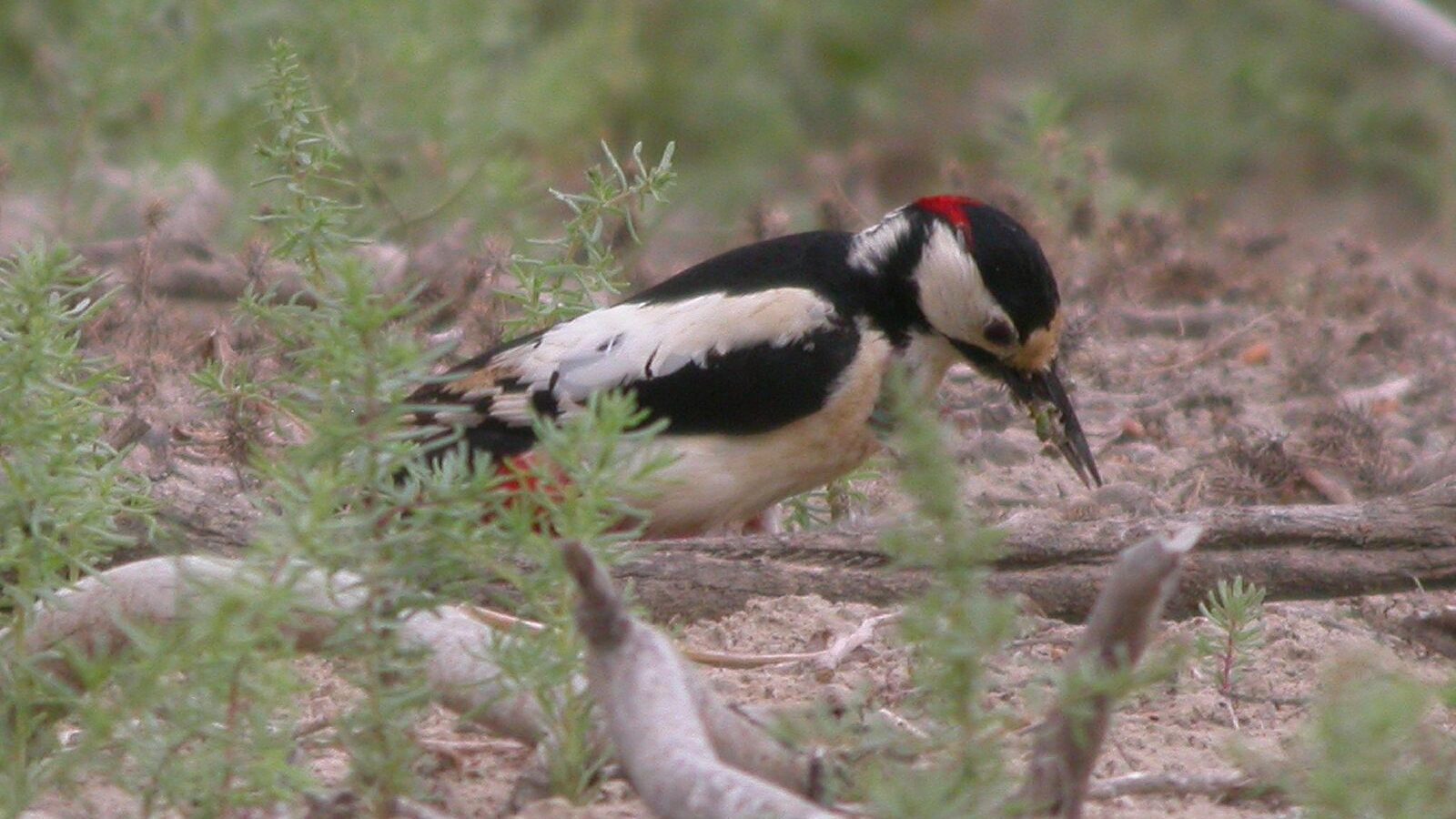 White-winged Woodpecker