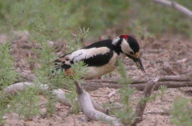 White-winged Woodpecker