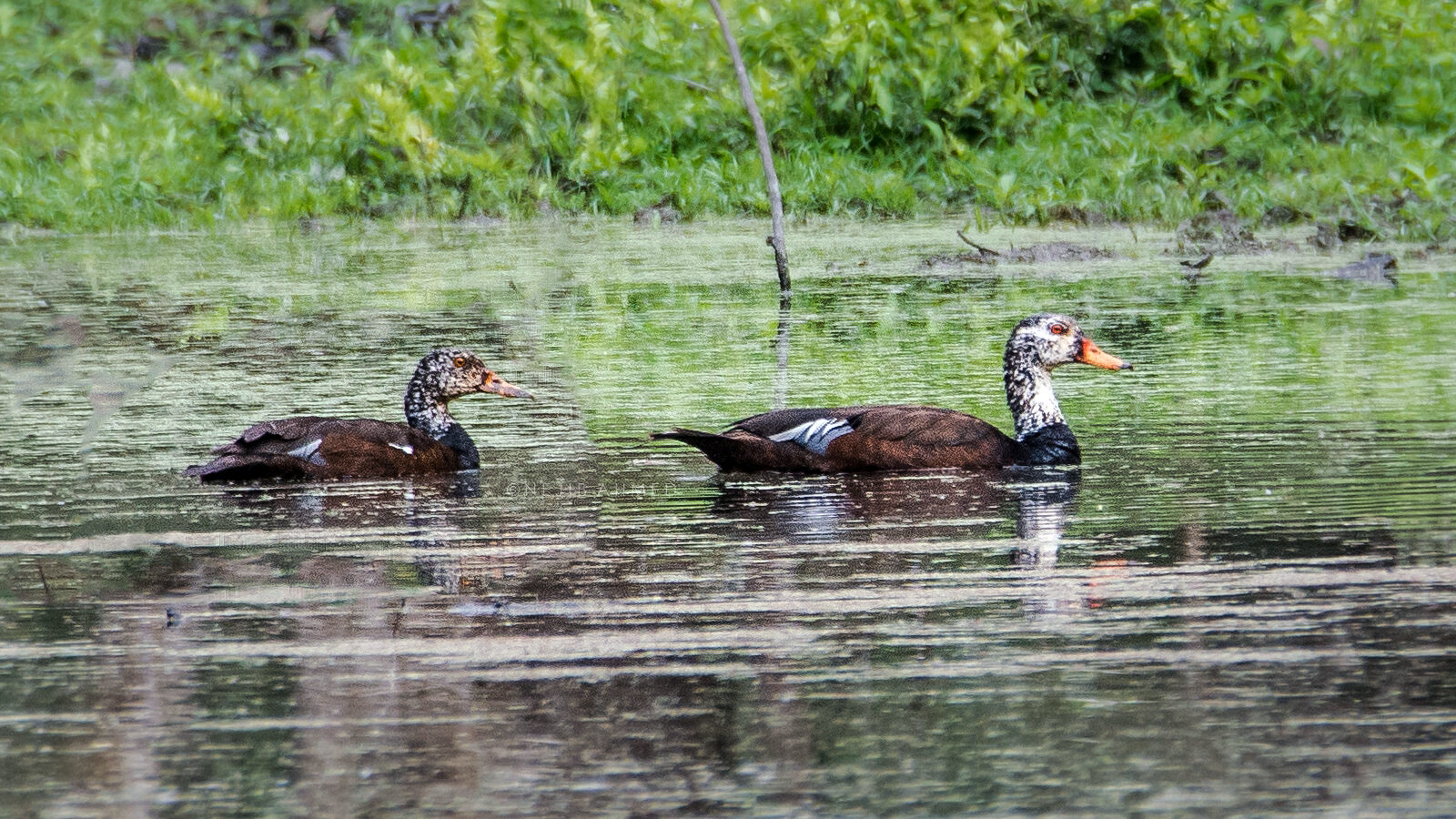 White-winged Duck