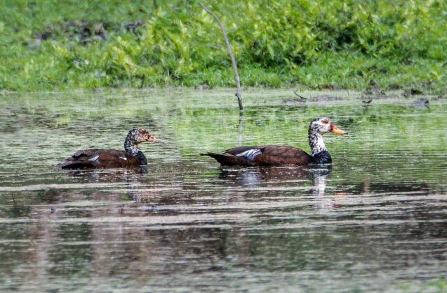 White-winged Duck