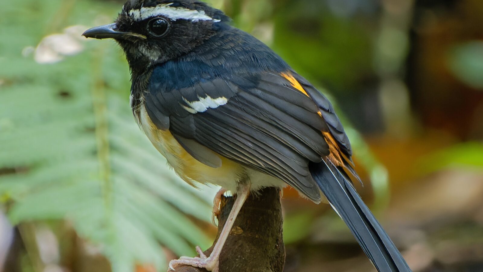 White-browed Shama
