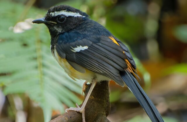White-browed Shama