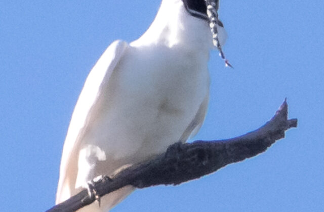 White Bellbird
