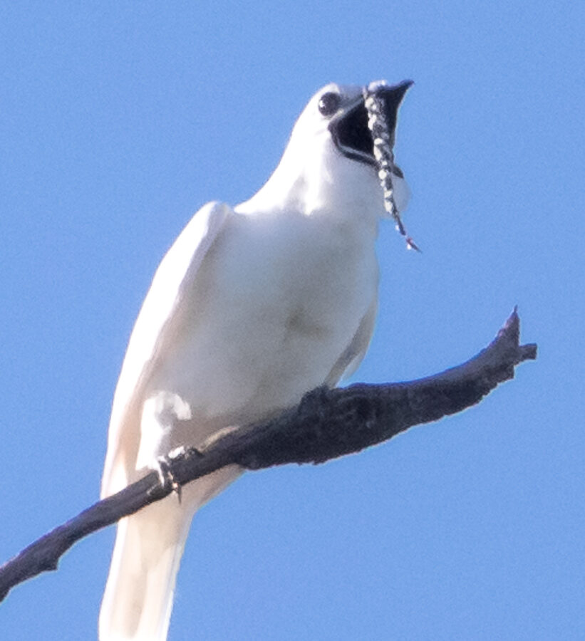 White Bellbird