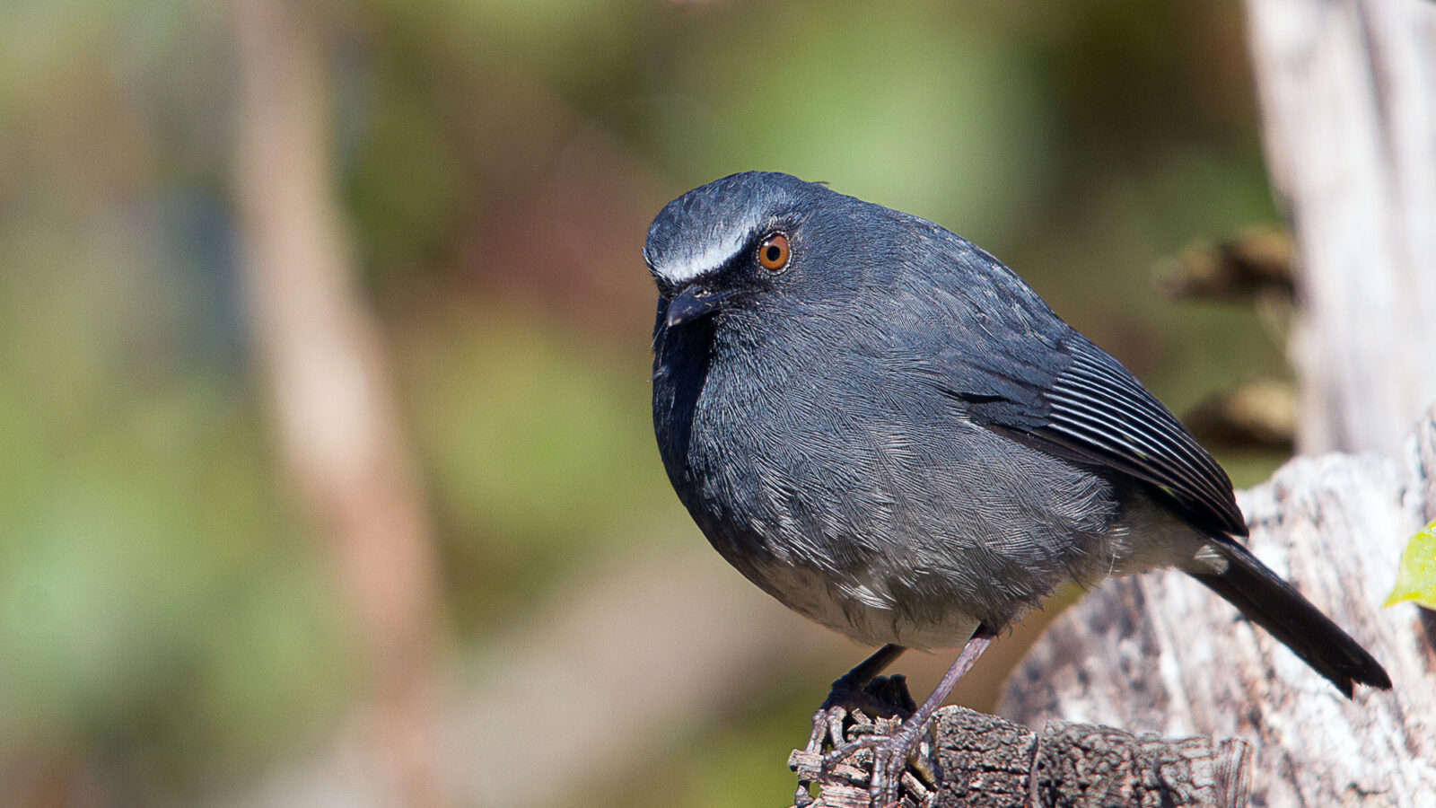 White-bellied Blue Robin