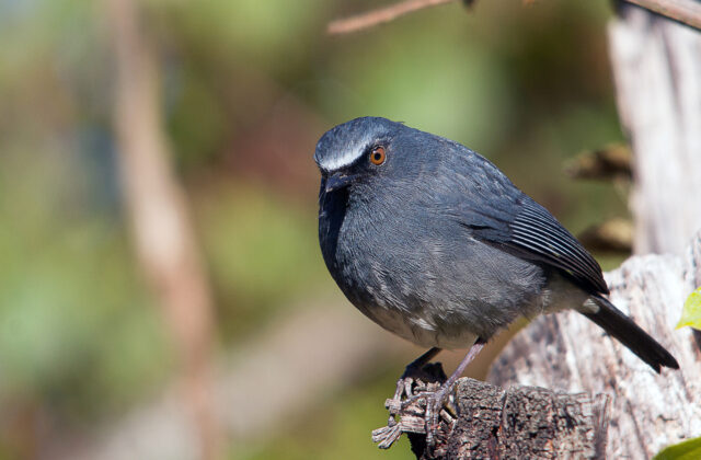 White-bellied Blue Robin