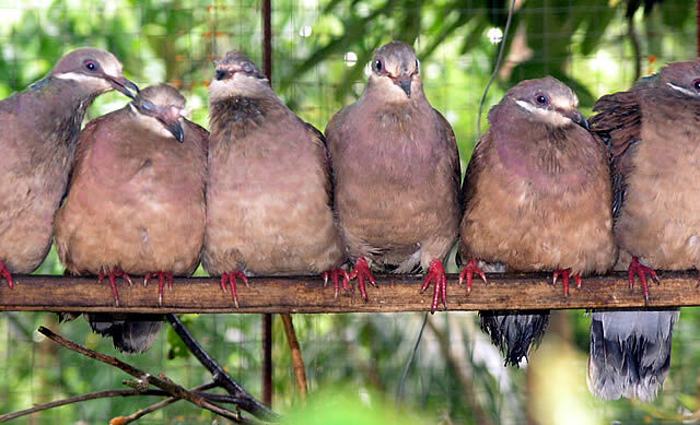 White-eared Brown Dove