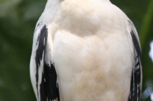 White Hawk