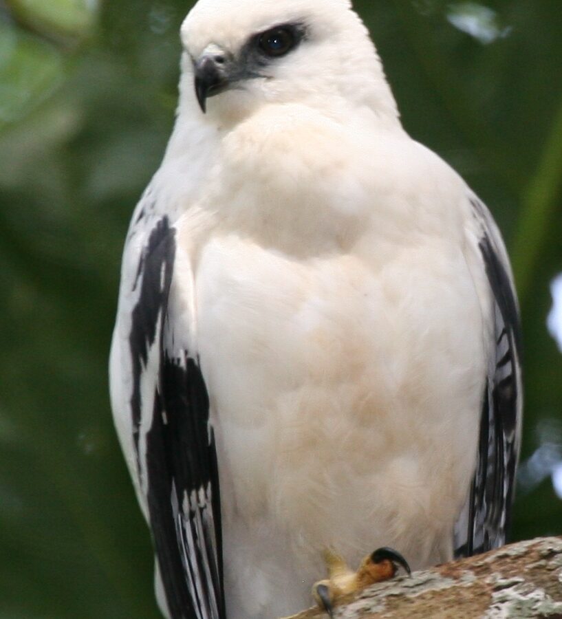 White Hawk