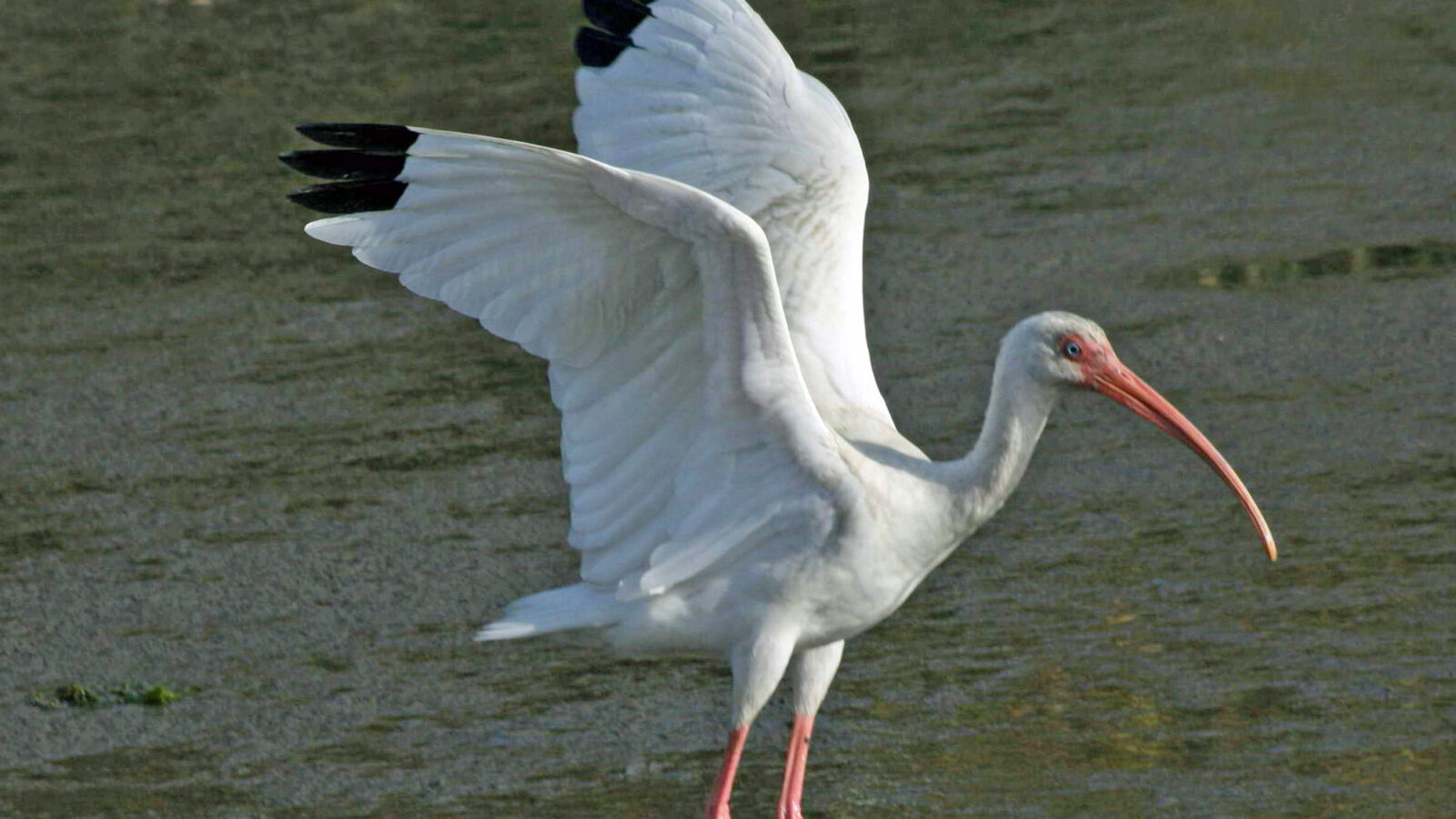 American White Ibis