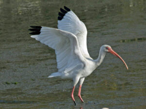 American White Ibis