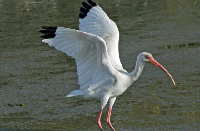 American White Ibis