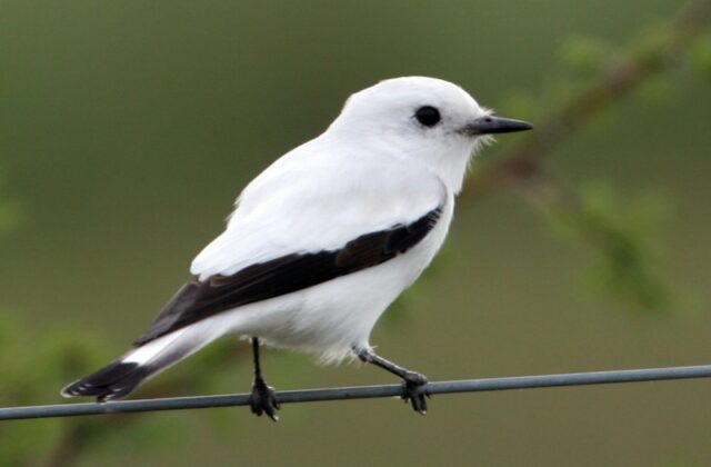 White Monjita