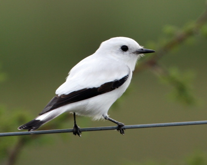 White Monjita