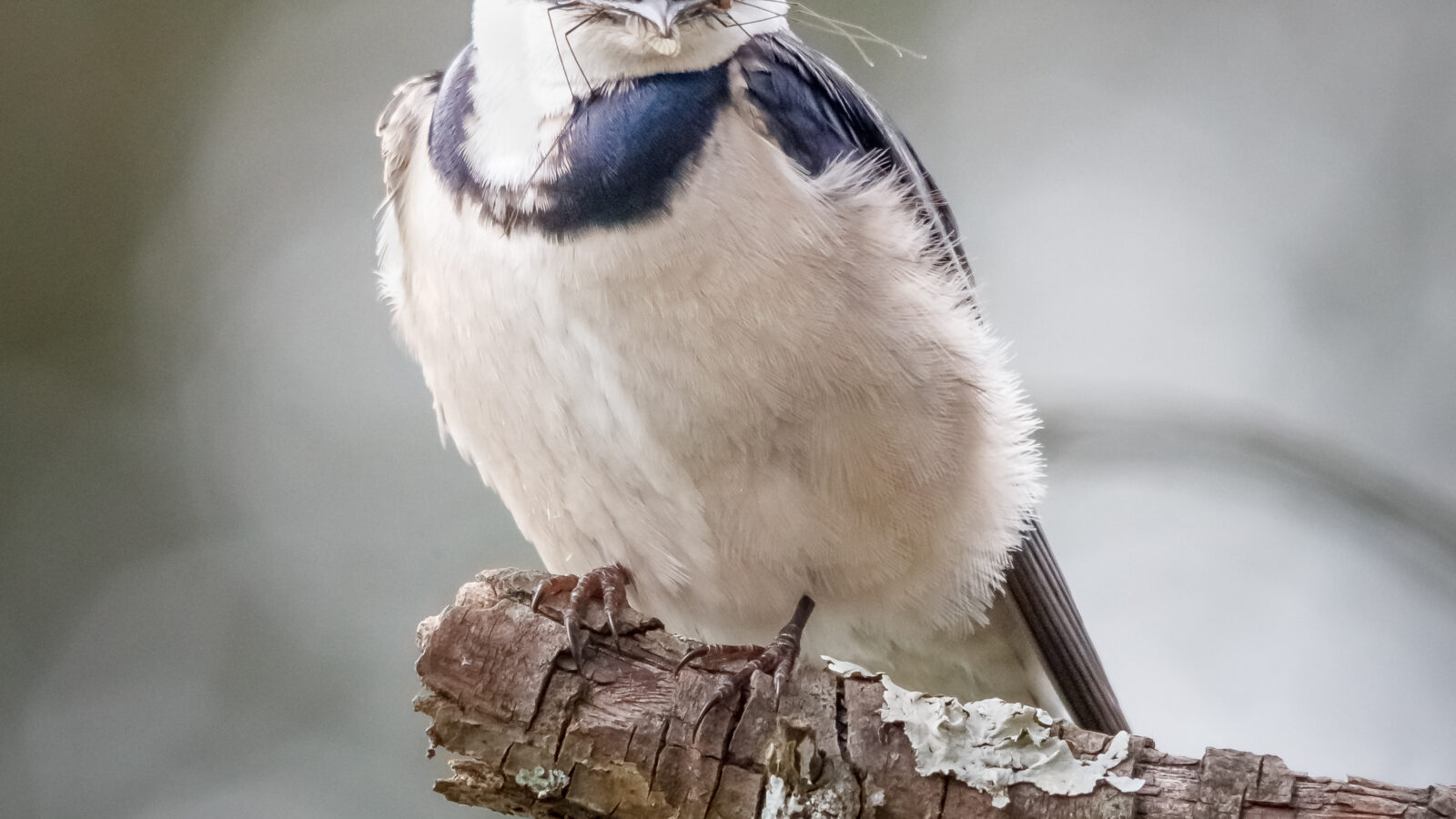 White-throated Swallow