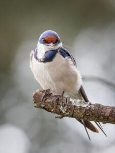 White-throated Swallow