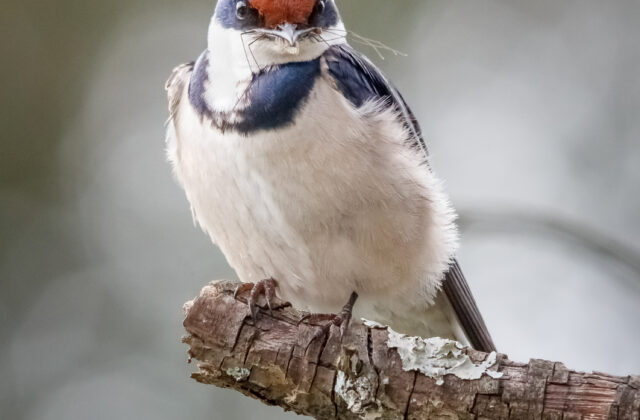 White-throated Swallow