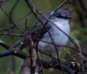 White-breasted Robin