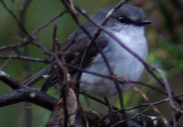 White-breasted Robin