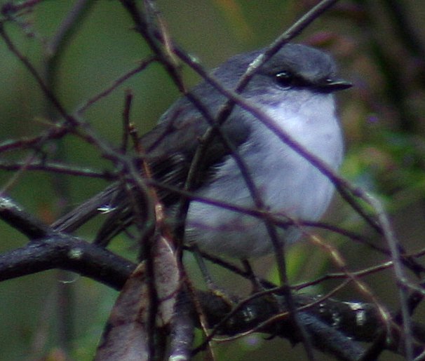 White-breasted Robin