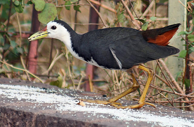 White-breasted Waterhen