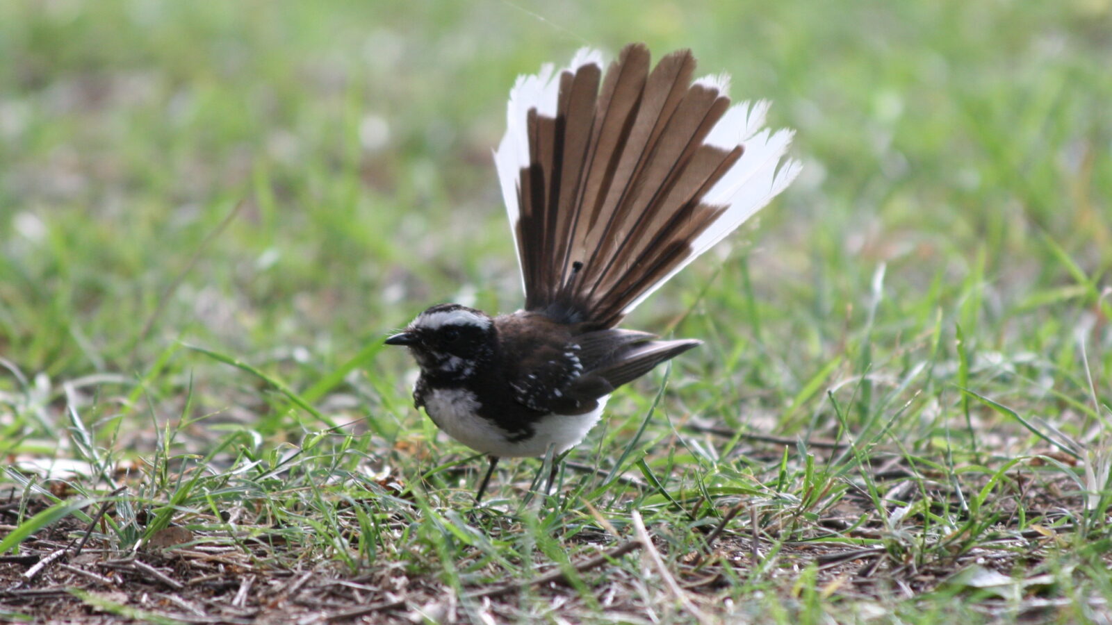 White-browed Fantail