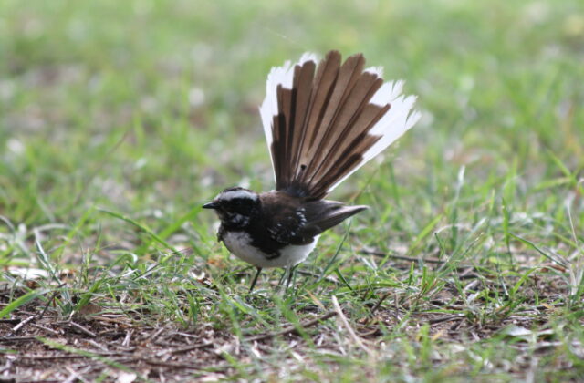 White-browed Fantail