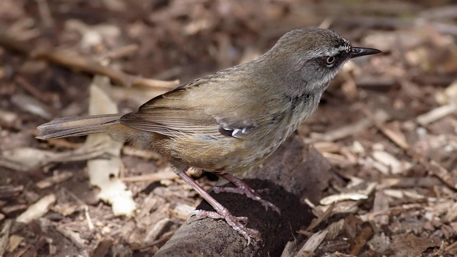White-browed Scrubwren
