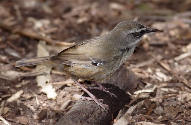 White-browed Scrubwren