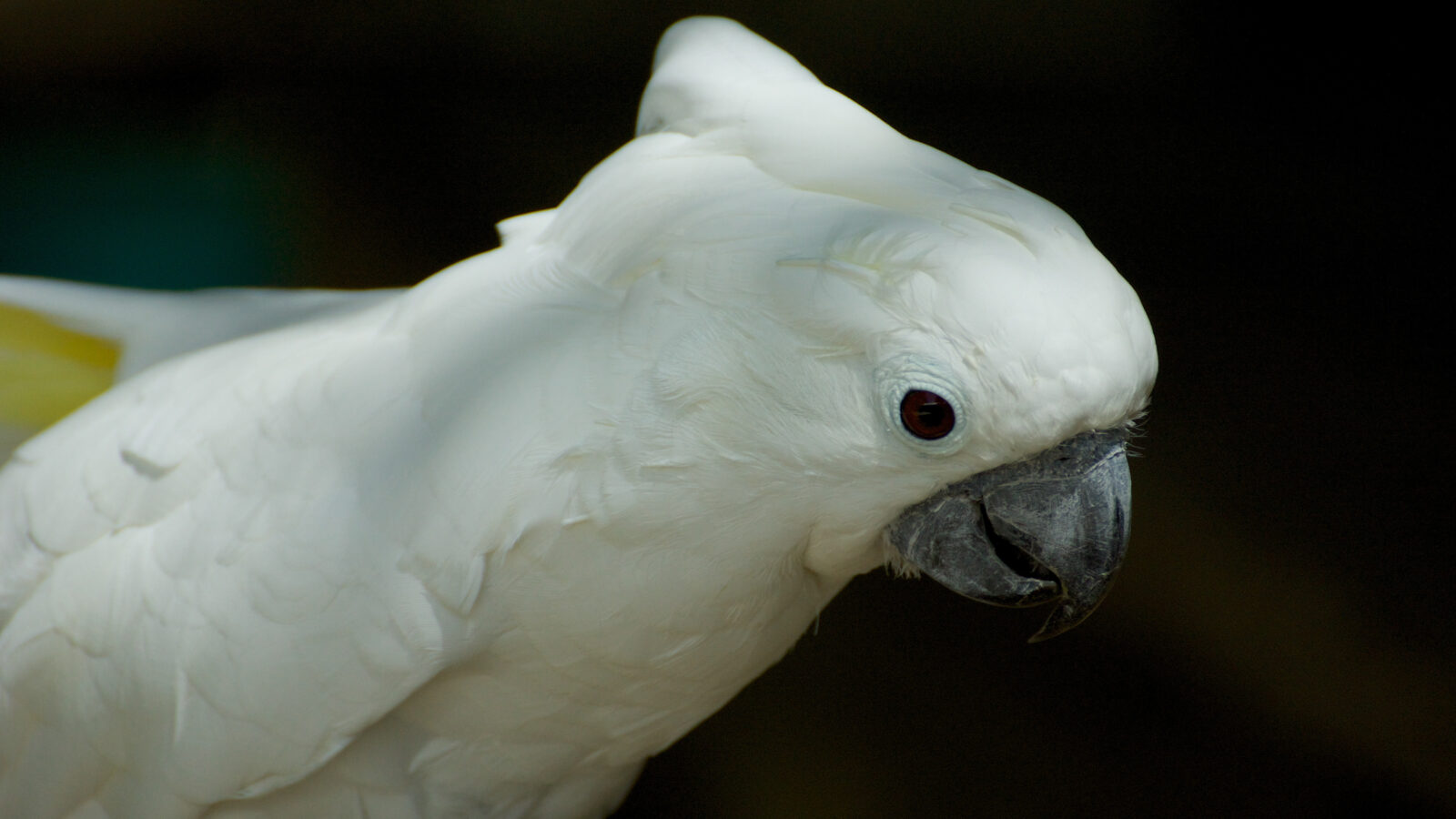 White Cockatoo