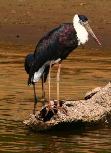 Asian Woolly-necked Stork