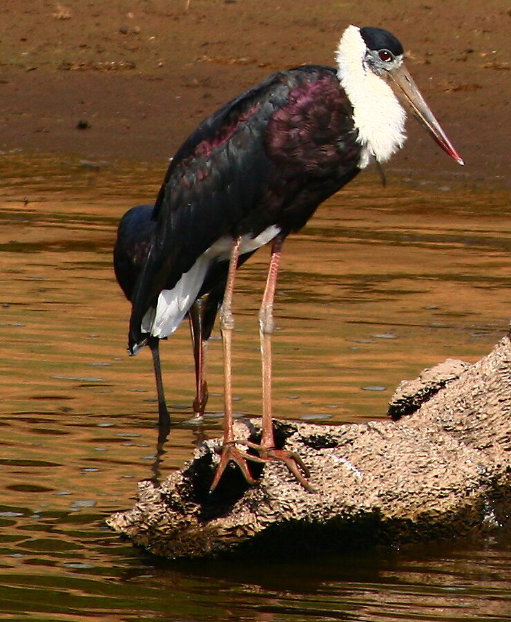 Asian Woolly-necked Stork