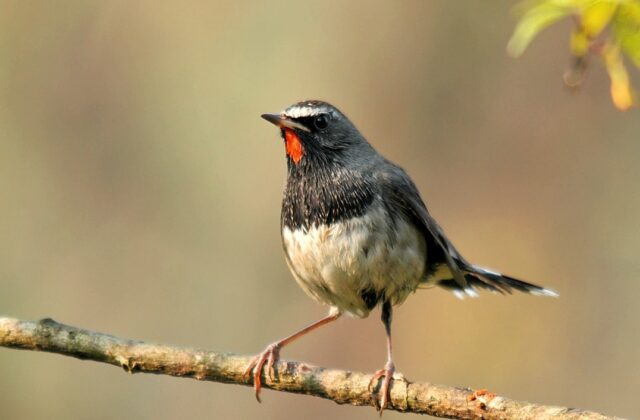 Himalayan Rubythroat