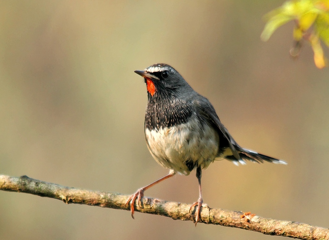 Himalayan Rubythroat