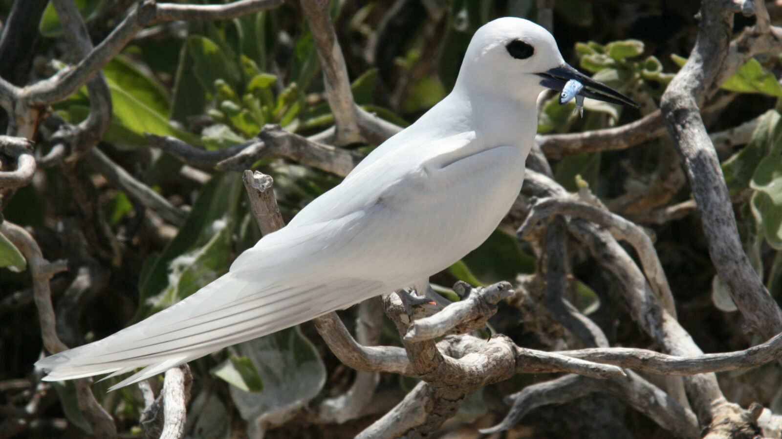 Atlantic White Tern