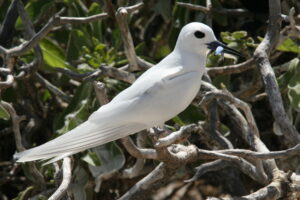 Atlantic White Tern