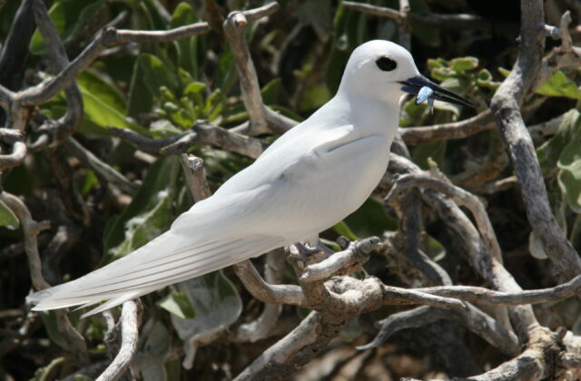 Atlantic White Tern
