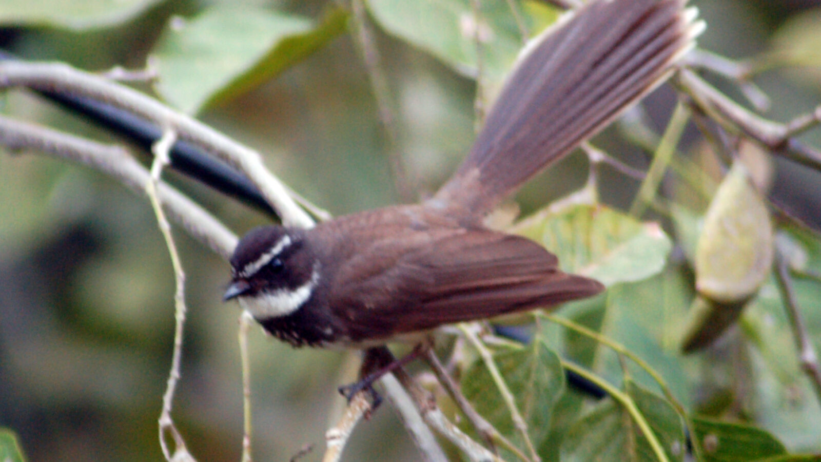 White-spotted Fantail