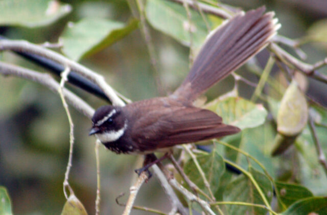 White-spotted Fantail