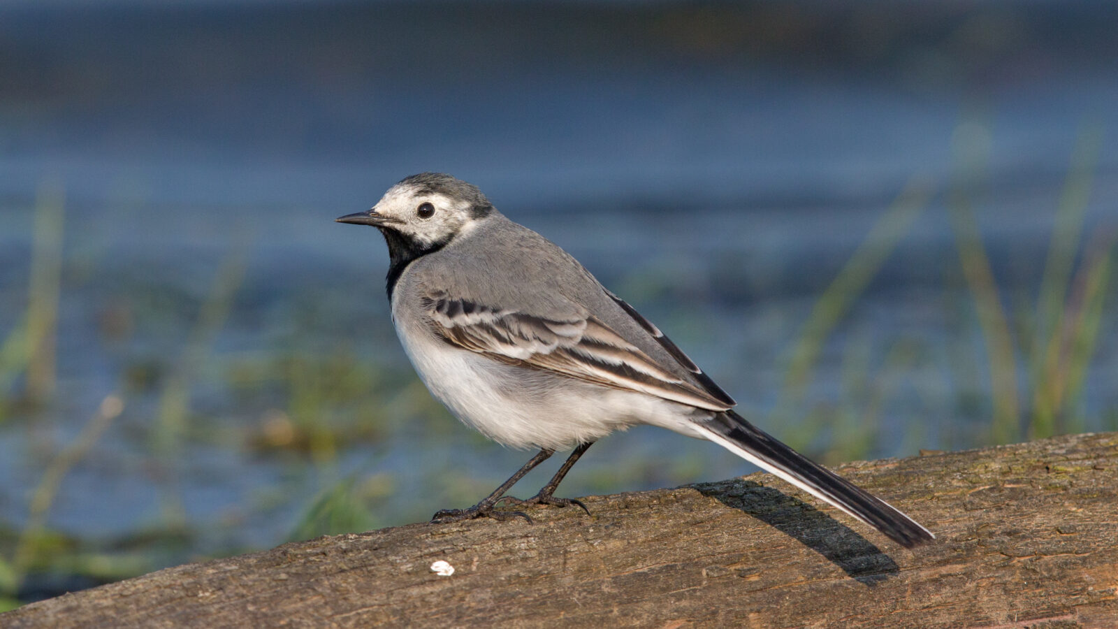 White Wagtail
