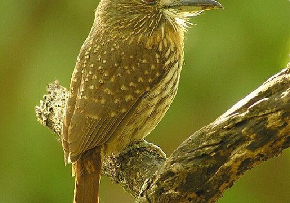 White-whiskered Puffbird