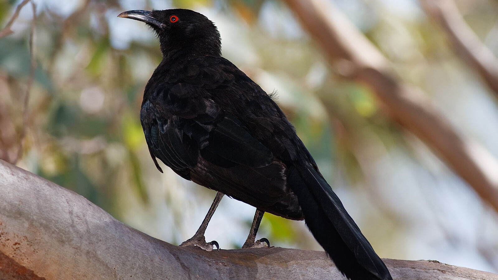 White-winged Chough