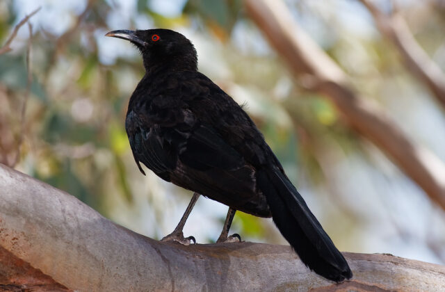 White-winged Chough