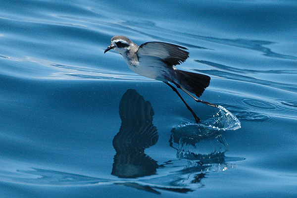 White-faced Storm Petrel