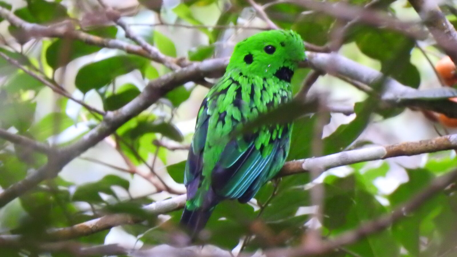 Whitehead’s Broadbill