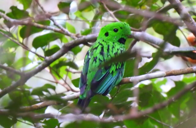 Whitehead’s Broadbill