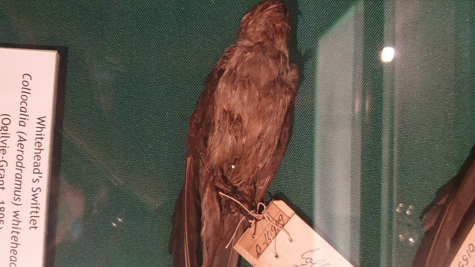 Whitehead’s Swiftlet